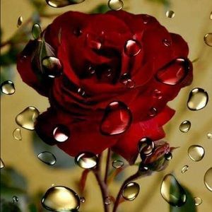 Meet your Posher, Araceli